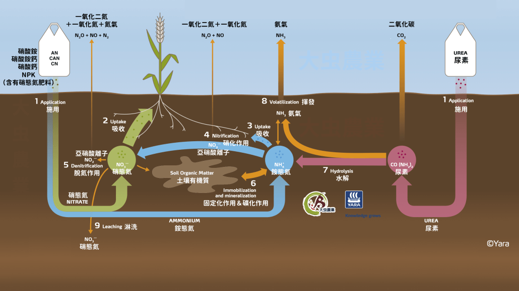 Nitrogen Transformations in the Soil 氮肥循環圖