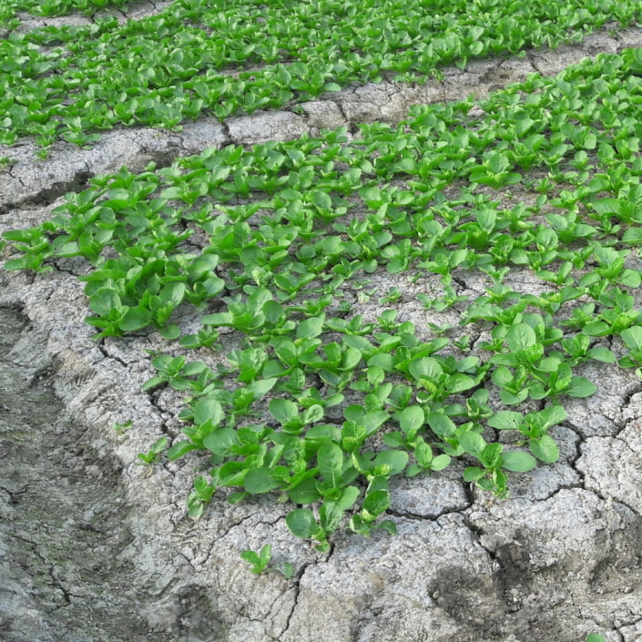 氮肥過多導致土壤鹽化