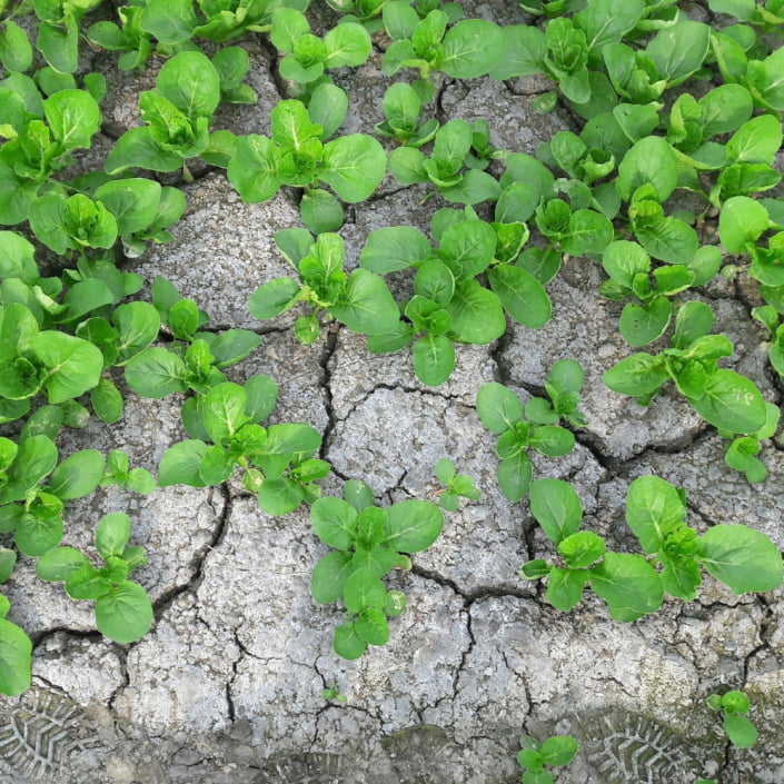 氮肥過多導致土壤鹽化 2