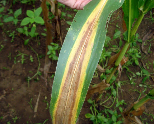 玉米葉子 氮 缺乏 葉尖向內黃化 枯黃
