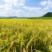 rice meadow 2022 12 15 22 02 35 utc